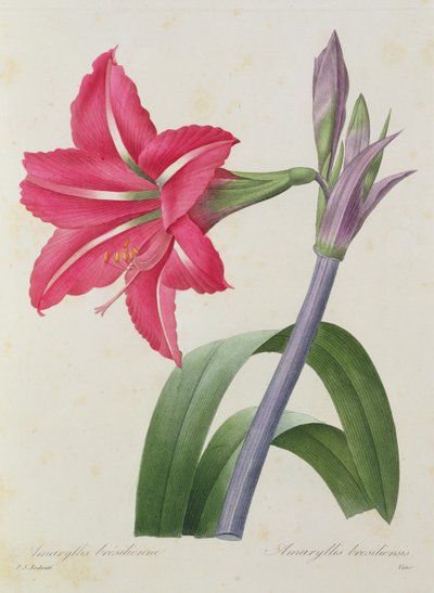 Amaryllis bresiliensis (amarillide brasiliana), inciso da Victor, da 